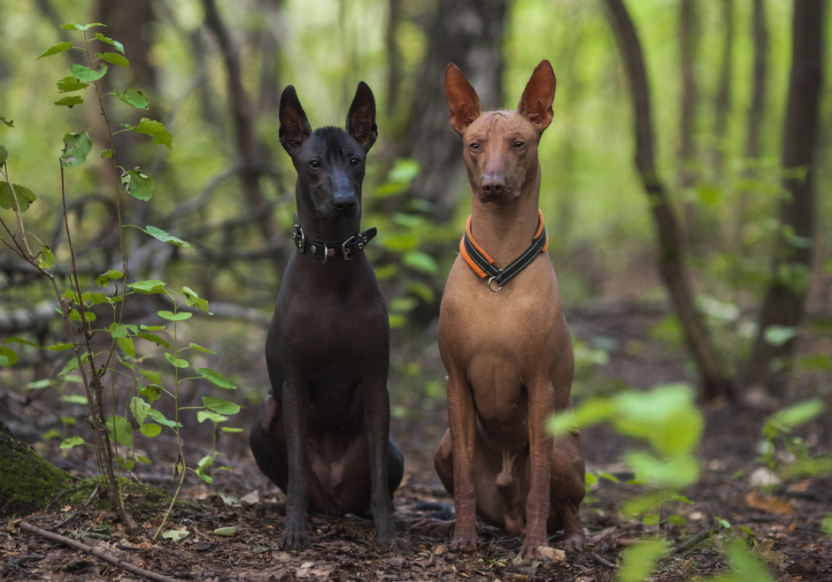Перуанская Орхидея инков окрасы