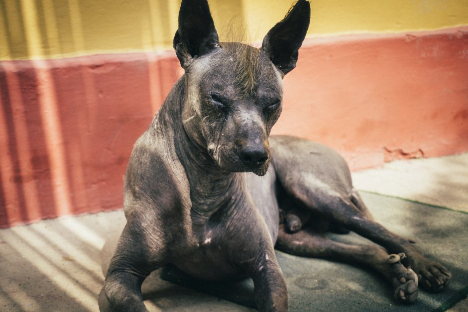 Собака породы исчадья ада