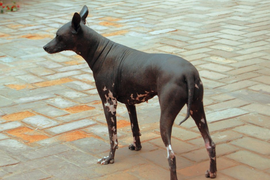 Примитивные породы собак