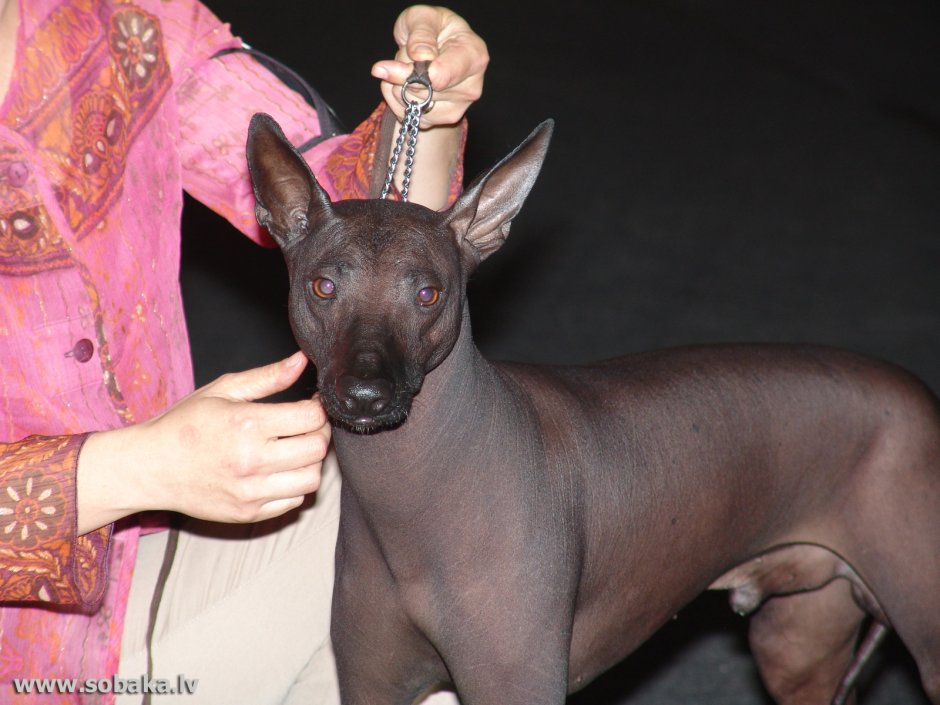 Перуанская Орхидея инков щенки