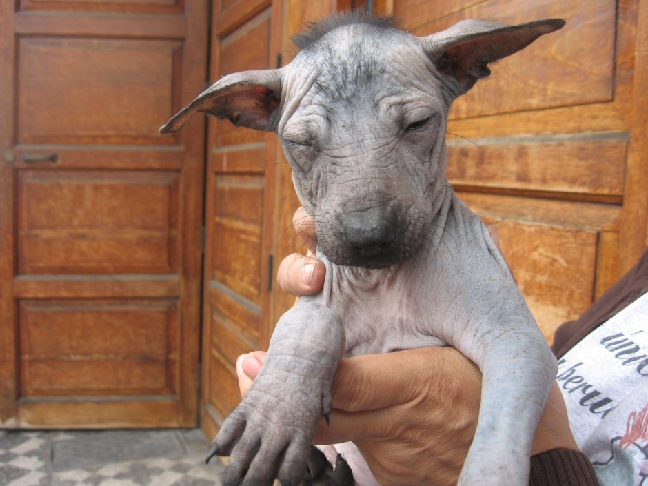 Перуанская лысая собака