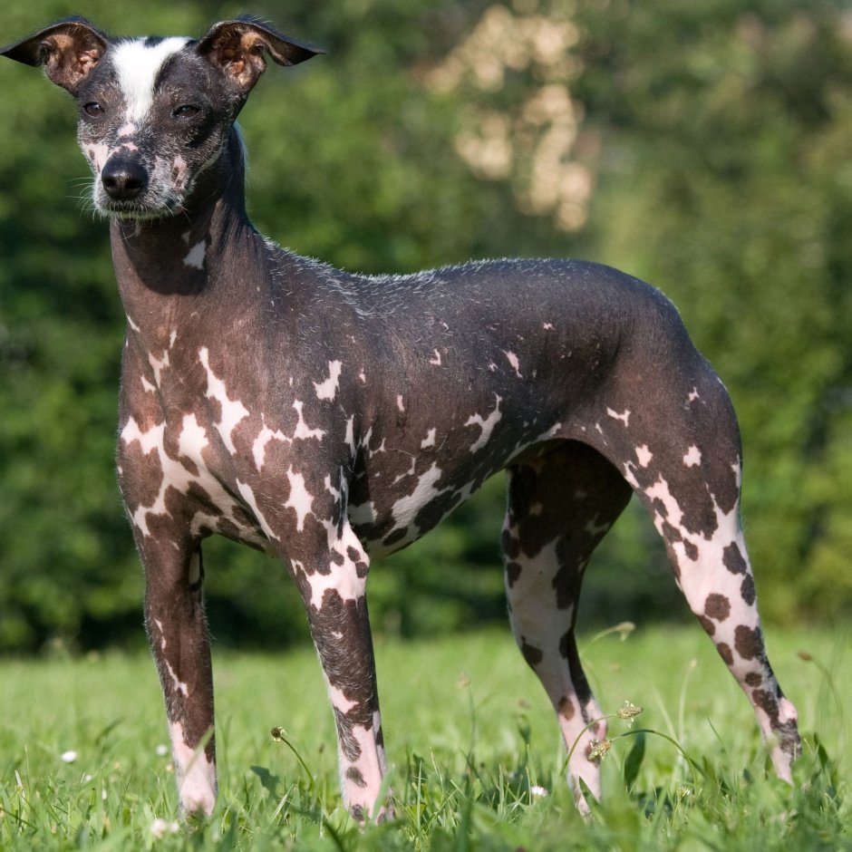 Перуанская Орхидея инков