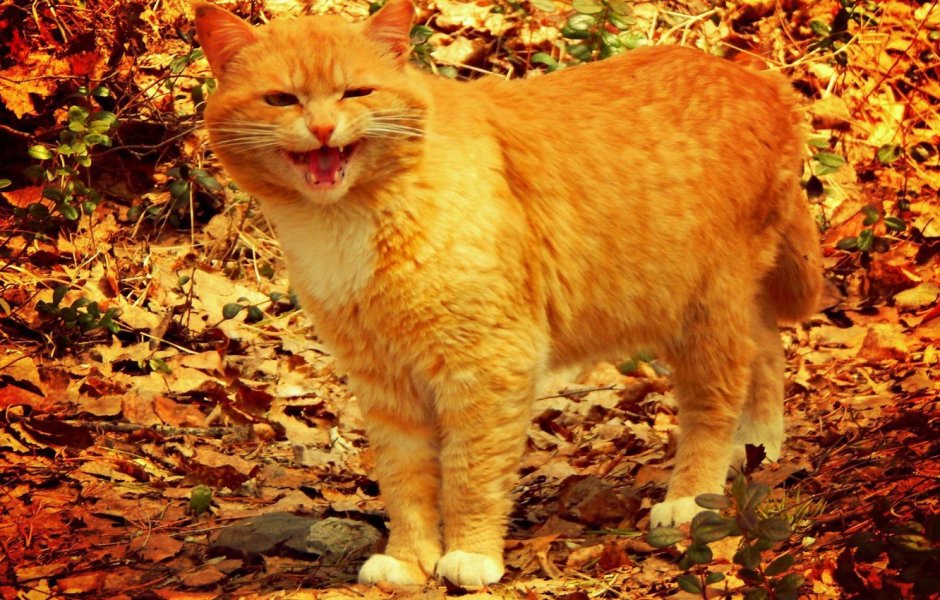 Толстые рыжие коты