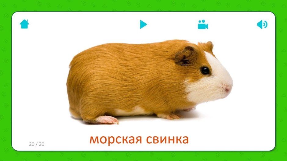 Морская Свинка карточка для детей
