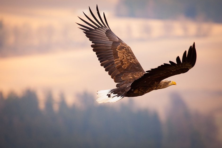 Sea Eagle
