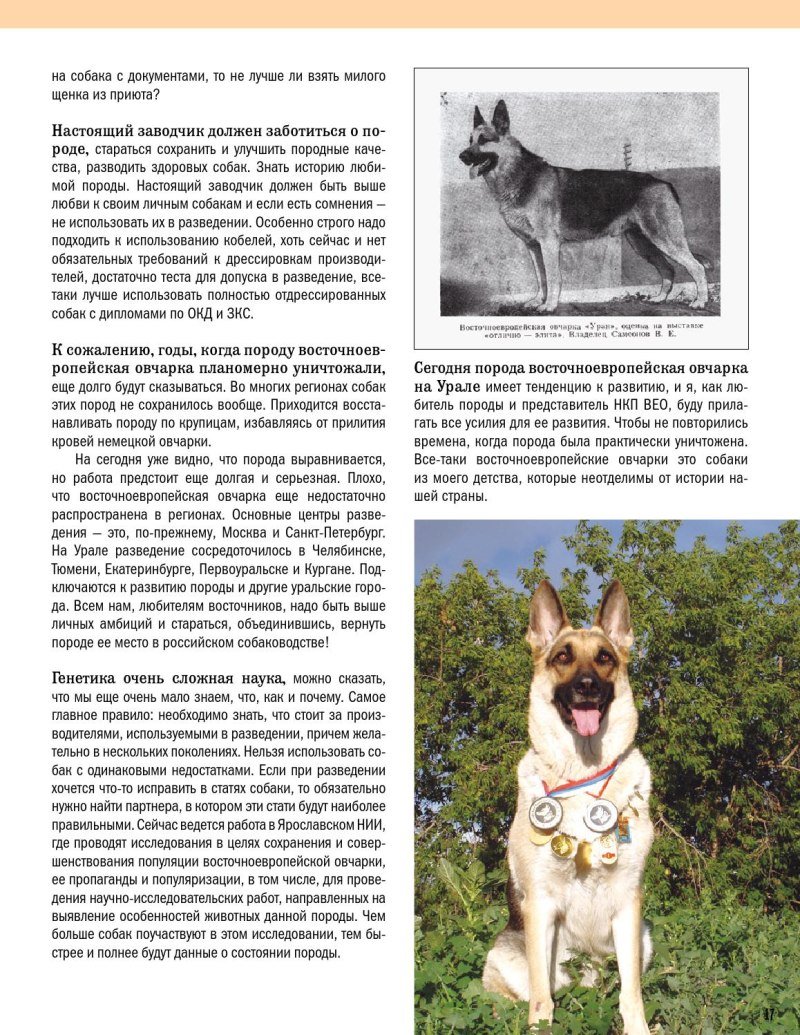 Восточно-европейская овчарка вес взрослой собаки