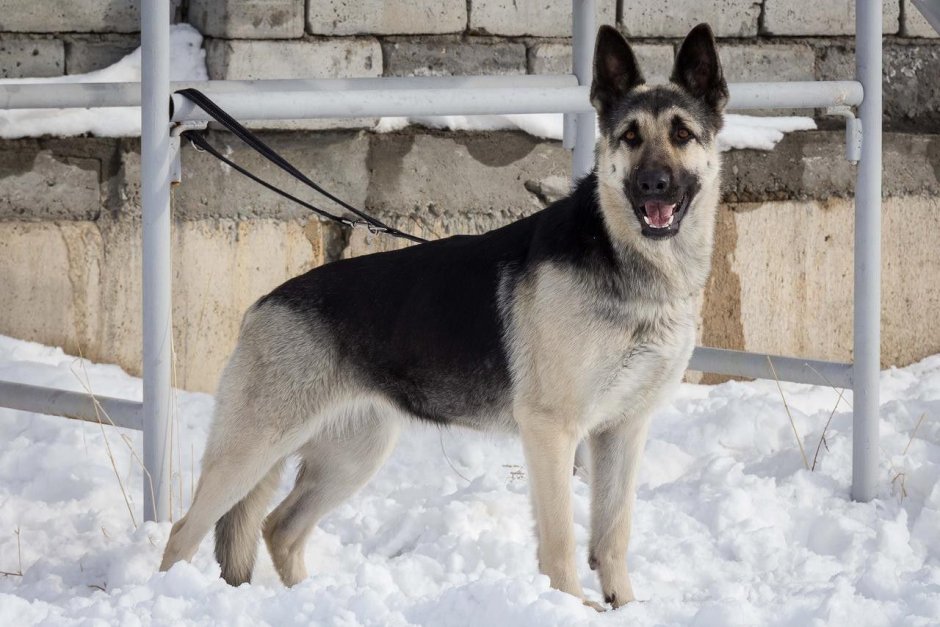 Румынская Карпатская овчарка рост в холке