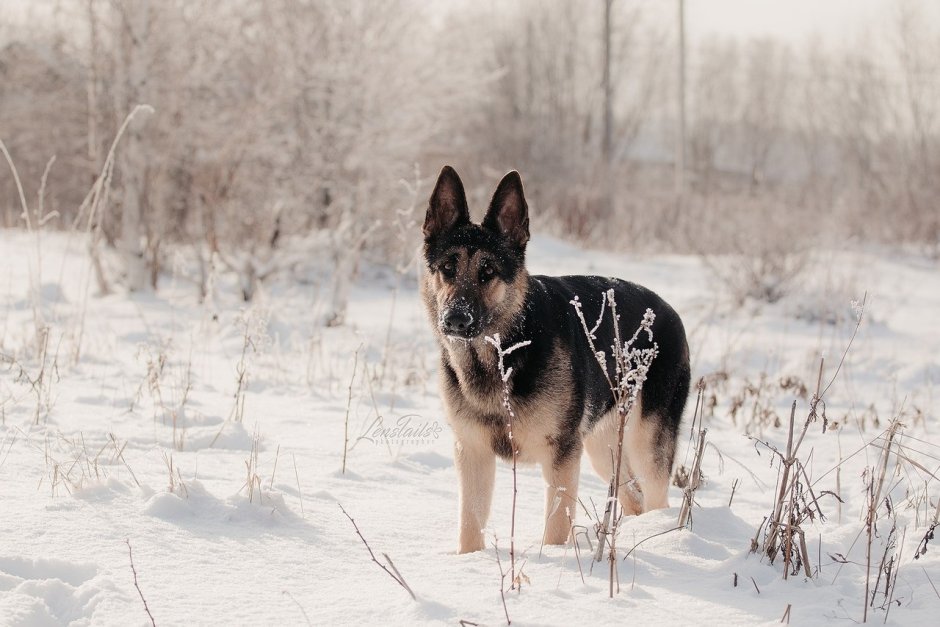 Восточноевропейская овчарка лай
