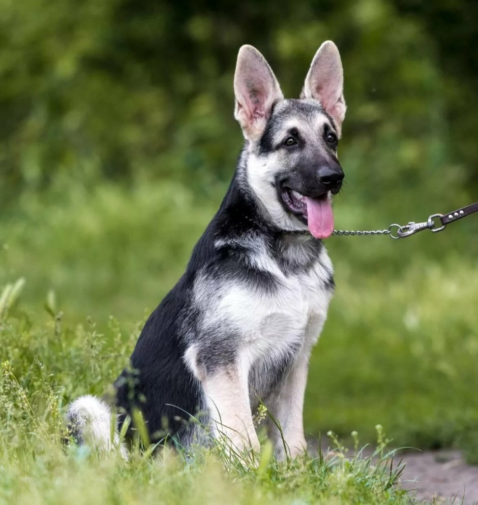 Восточно-европейская овчарка