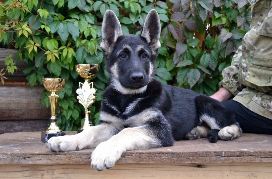 Восточноевропейская овчарка