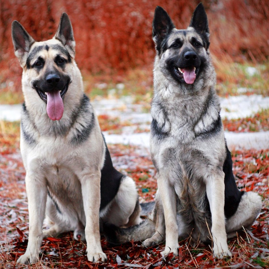 Восточно-европейская овчарка