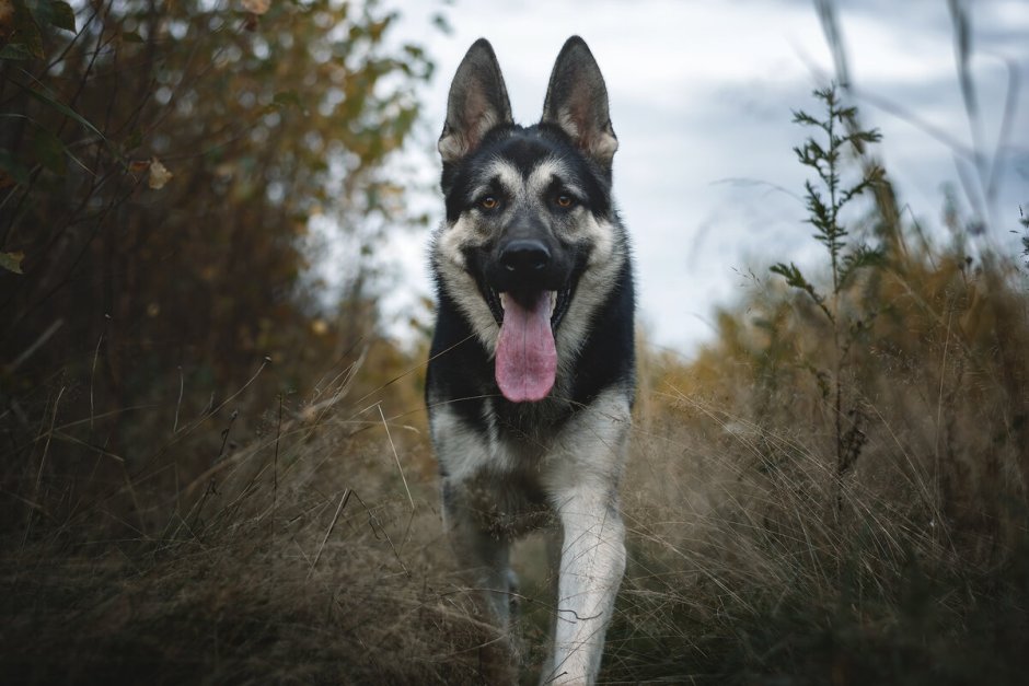Восточно европейская овчарка чепрачная короткошерстная