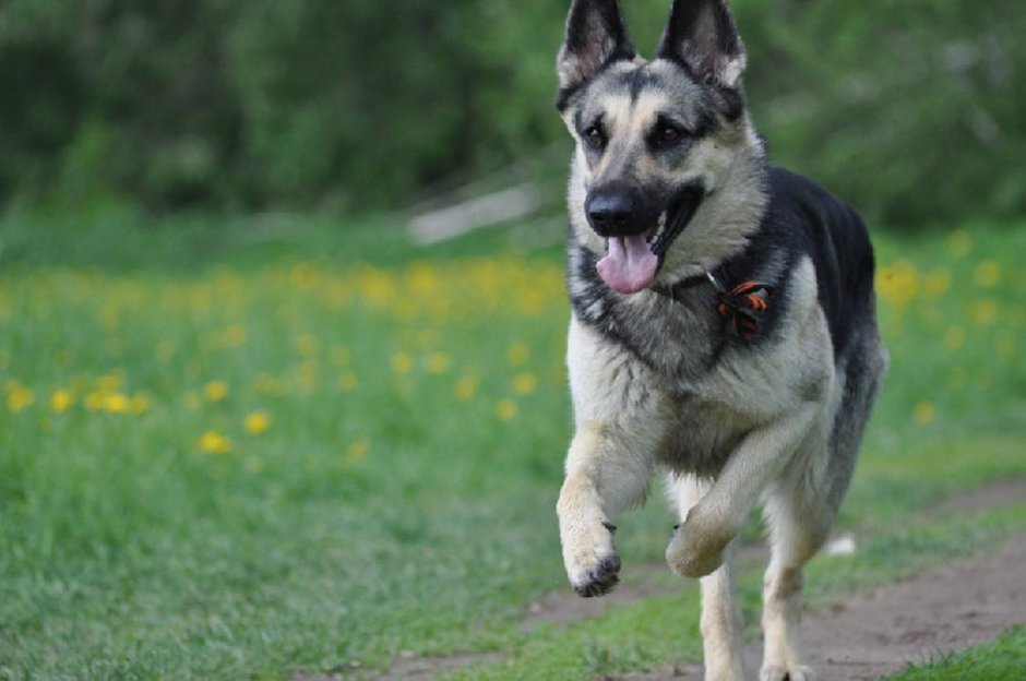 ВЕО овчарка