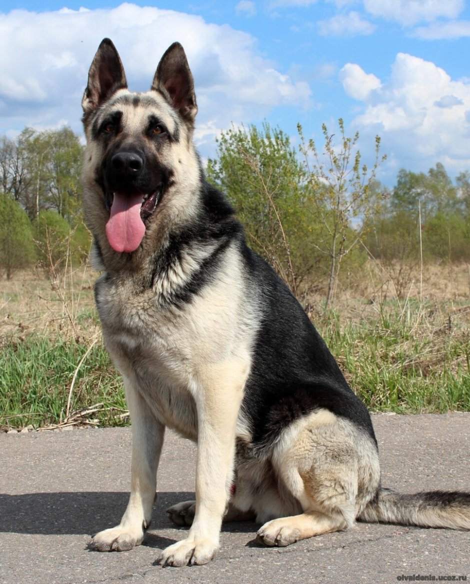 ВЕО овчарка