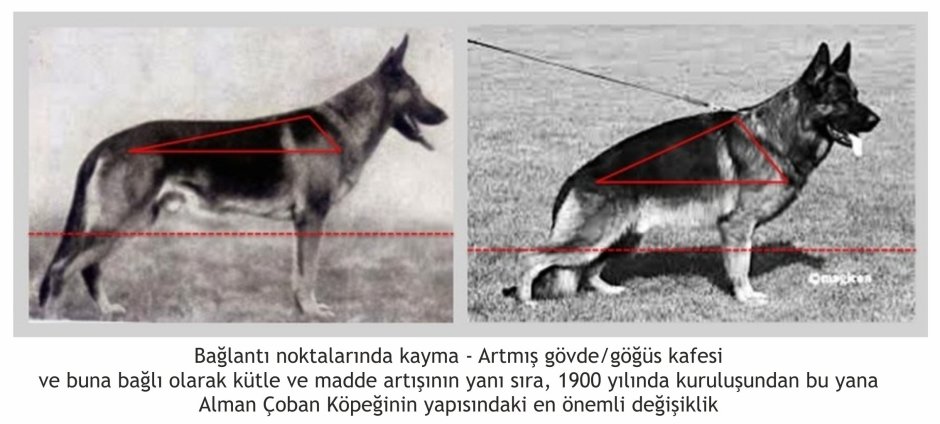 Восточно-европейская овчарка сзади