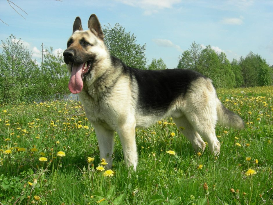 Восточно-европейская овчарка