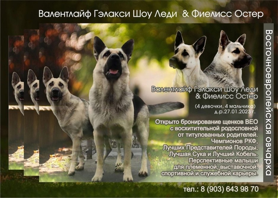 Фиелисс Остер ВЕО