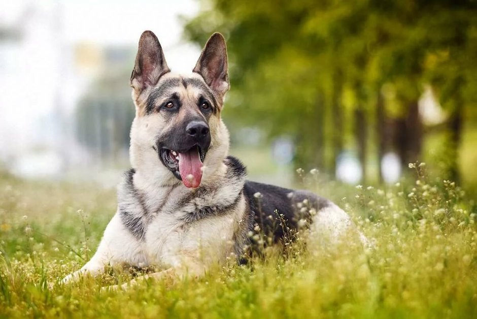 ВЕО овчарка