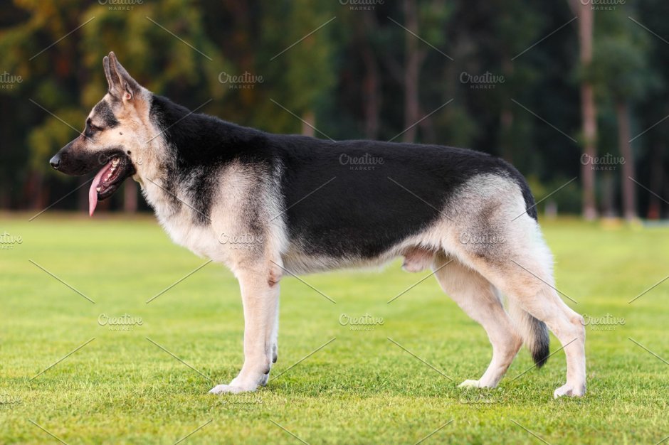 Стандарт Восточно европейской овчарки РКФ