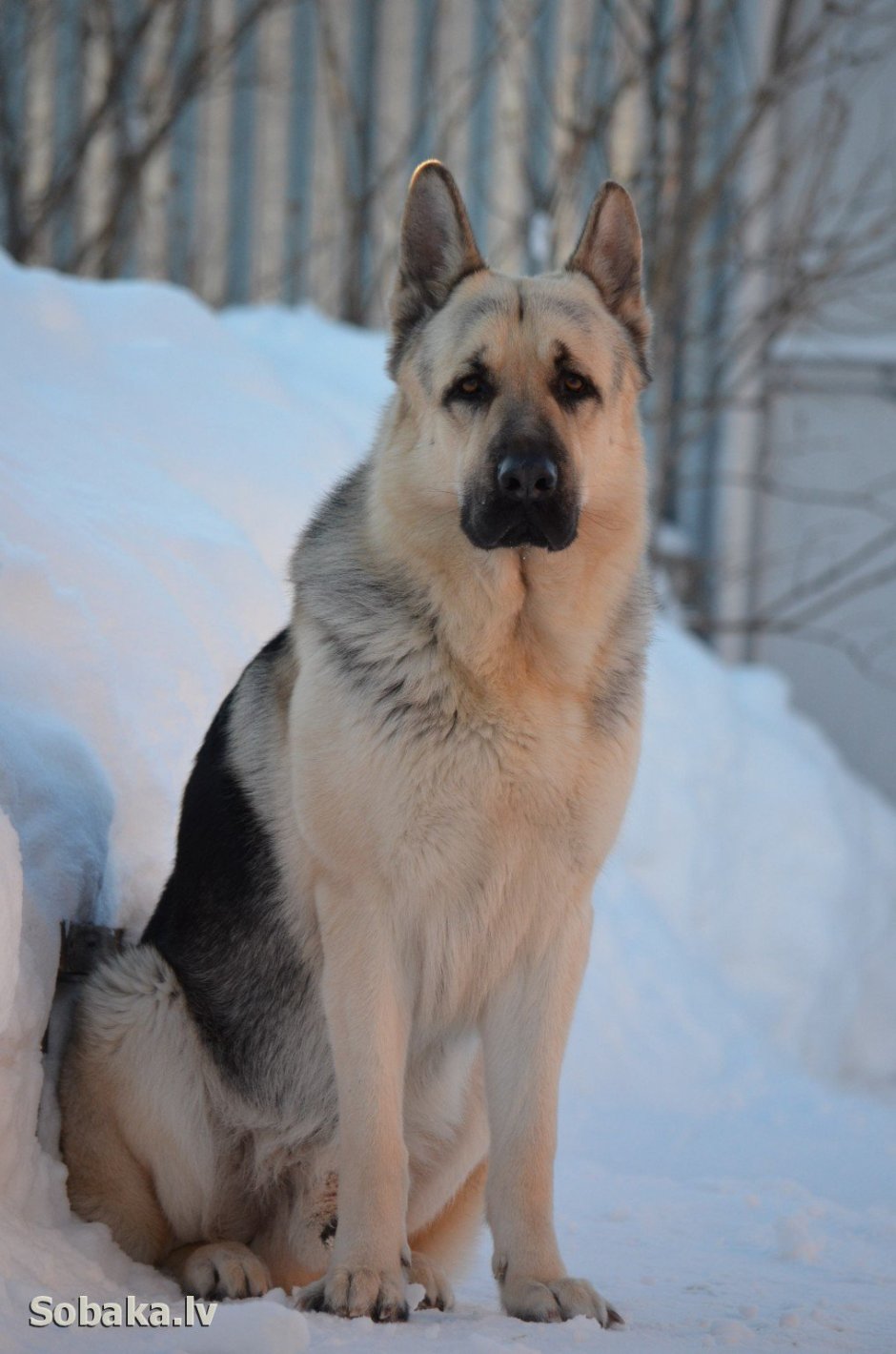 Восточно европейская ВЕО Росс