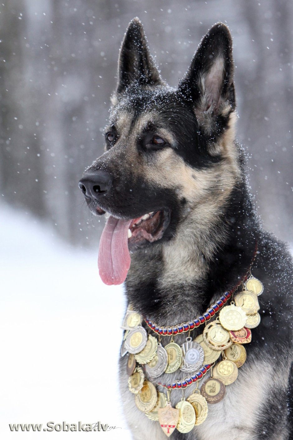 Восточноевропейская овчарка