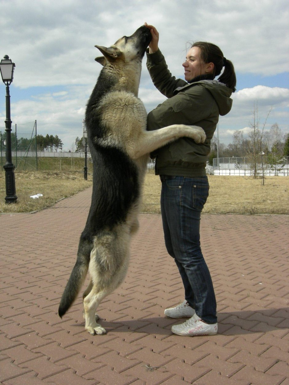 Ольвал Дэнис Тархан