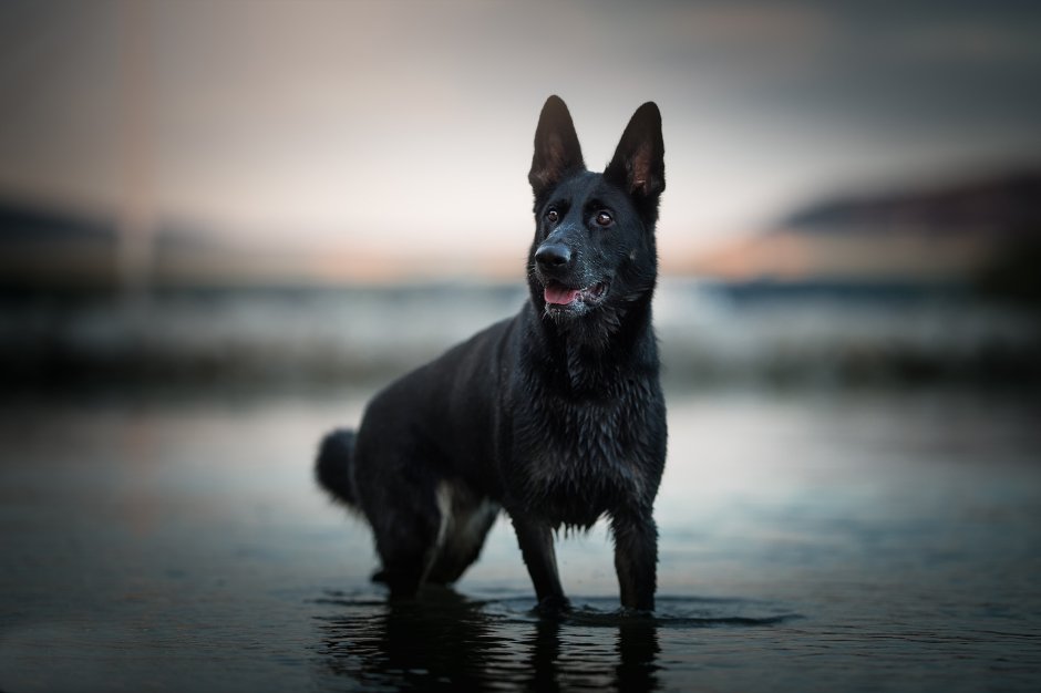 Немецкая овчарка черная