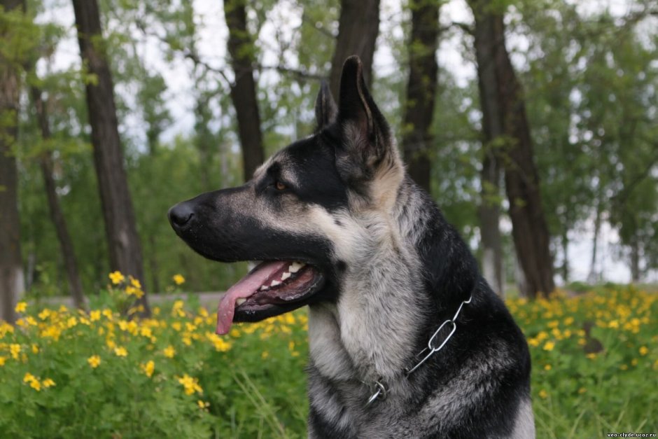 Овчарка европейская Дальневосточная