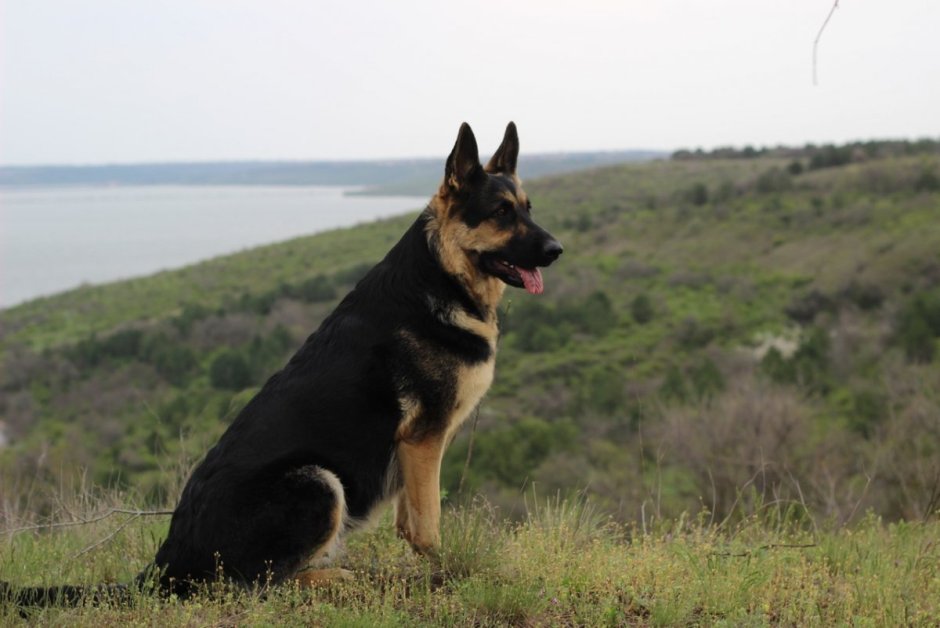 Восточно европейская овчарка чепрачная