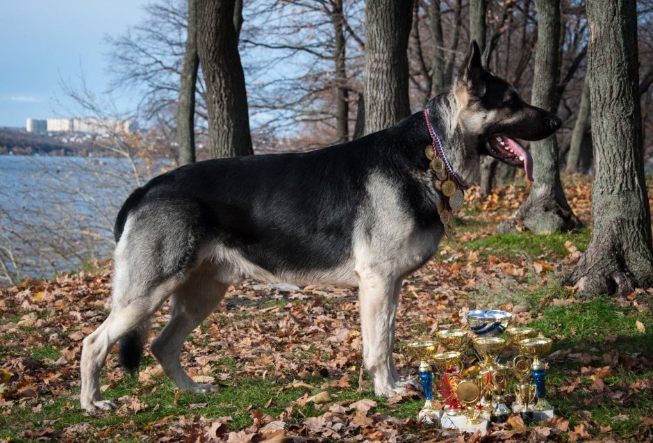 Королевская Восточноевропейская овчарка