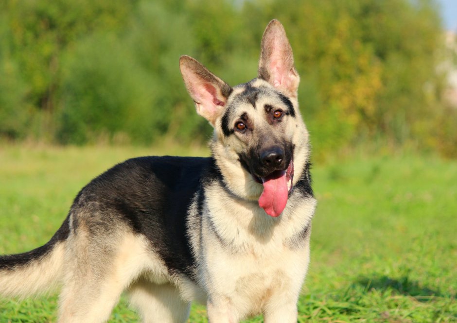 Восточно-европейская овчарка