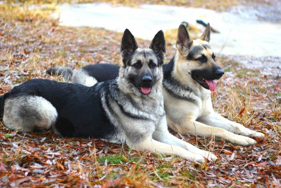 Восточно-европейская овчарка