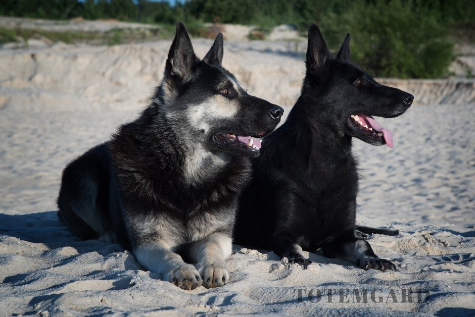 ВЕО овчарка