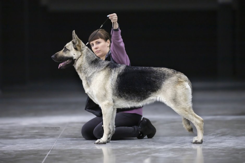 ВЕО овчарка стандарт породы