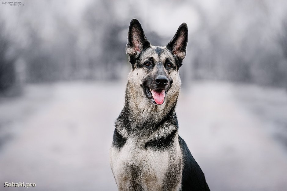 Морда овчарки ВЕО