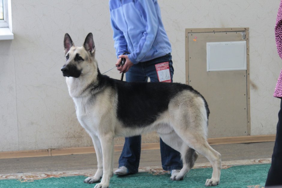 Выставочная Восточно европейская овчарка