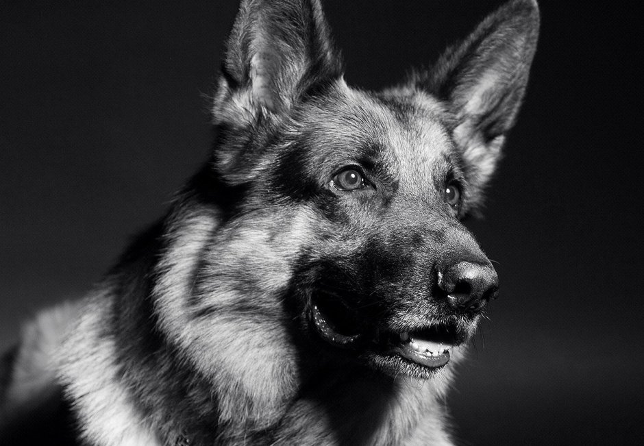 Немецкая овчарка чернабелая