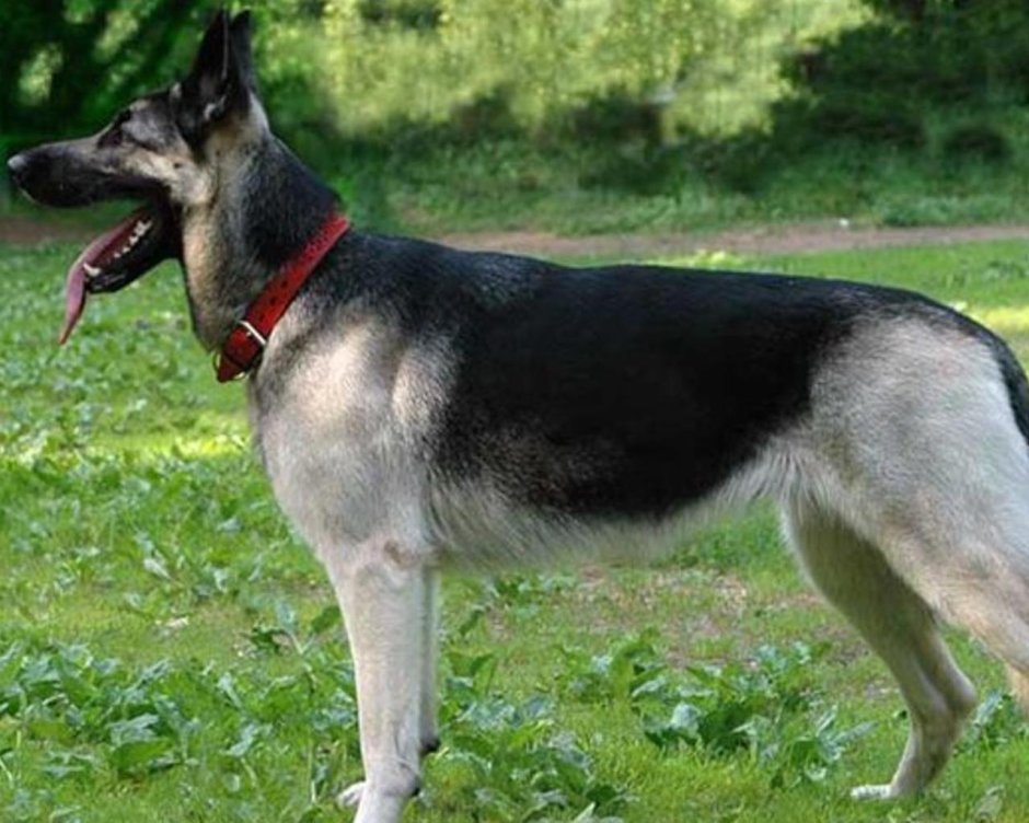 Восточно-европейская овчарка 5,5 месяцев