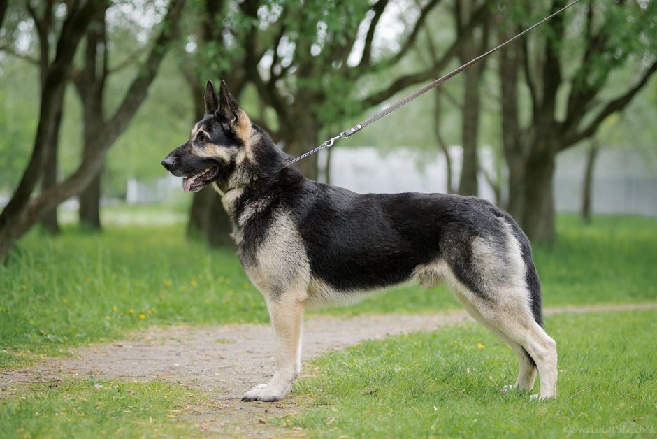 Северная застава джигит ВЕО