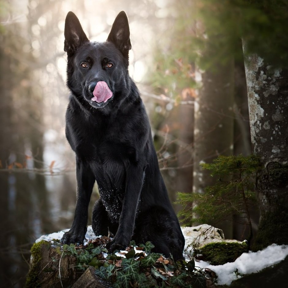 Восточно-европейская овчарка черная