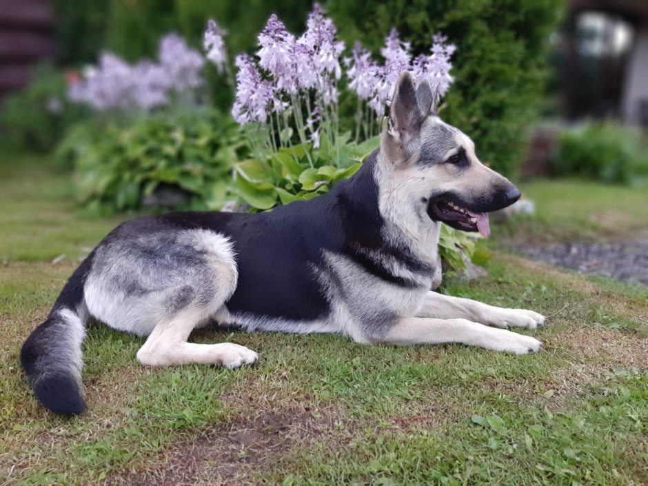 Европейская овчарка