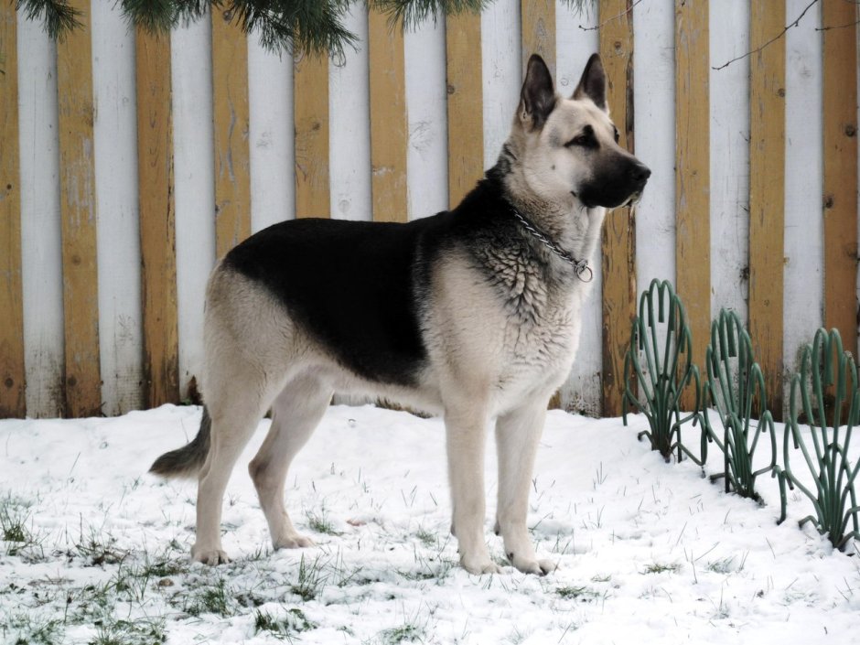 ВЕО белая овчарка