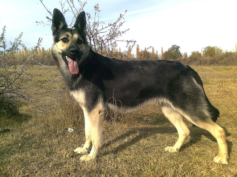 Вео порода собак