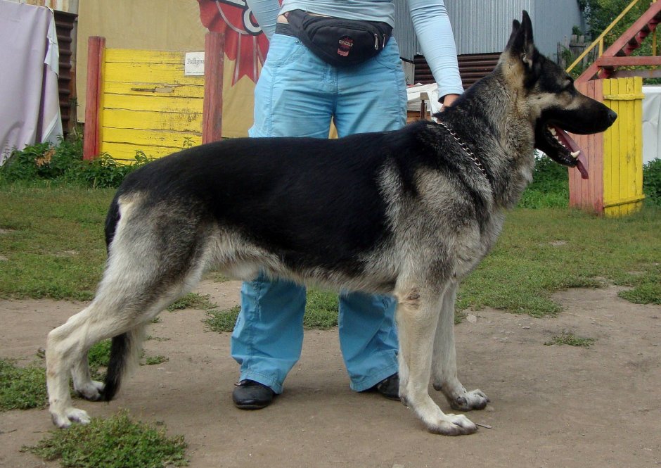 Восточно-европейская овчарка взрослый кобель