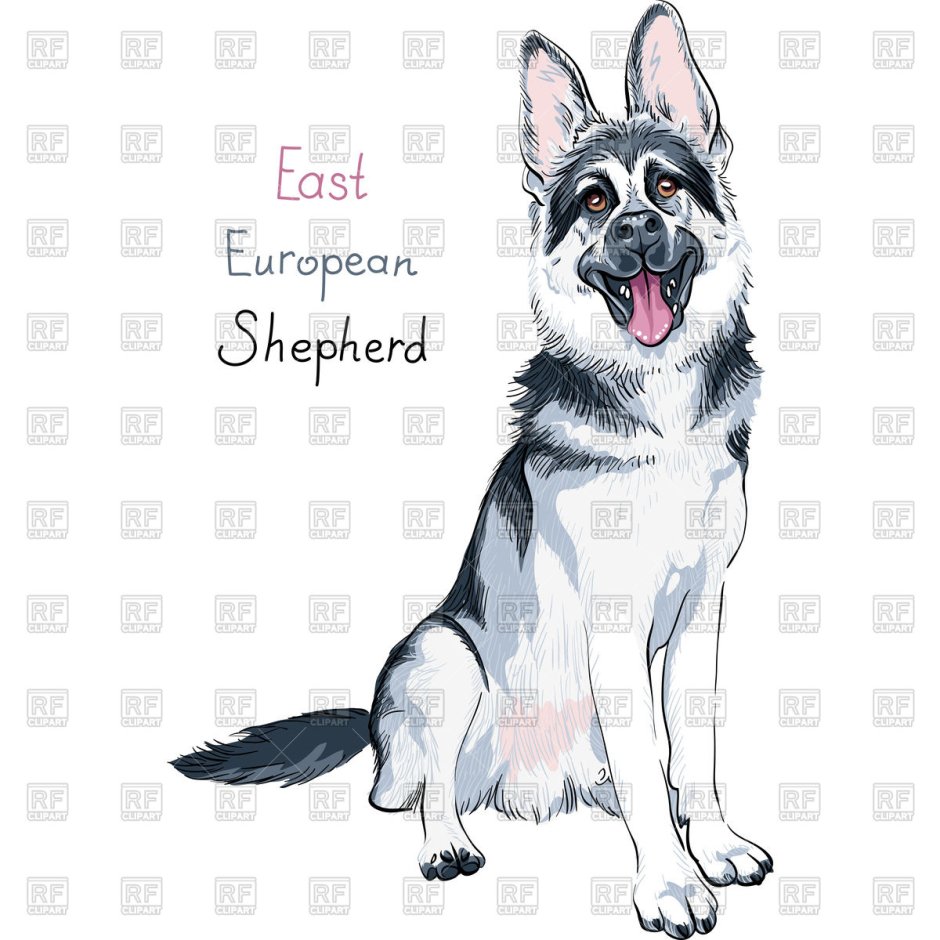 Восточноевропейская овчарка рисунок