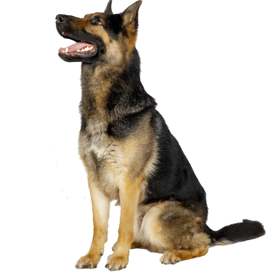 Немецкая овчарка Деззи