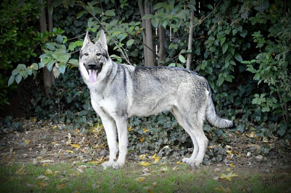 Немецкие овчарки Silver Sable