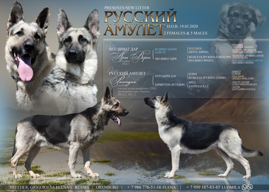 ВЕО Виват дар Арчи верен