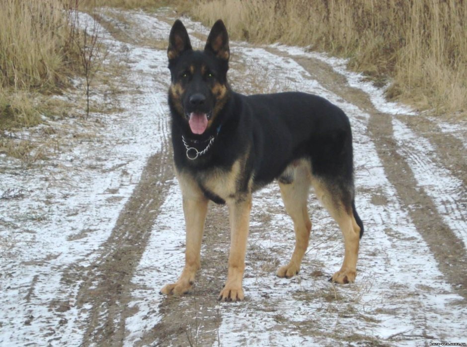 Восточно европейские овчарки окрас черно коричневая