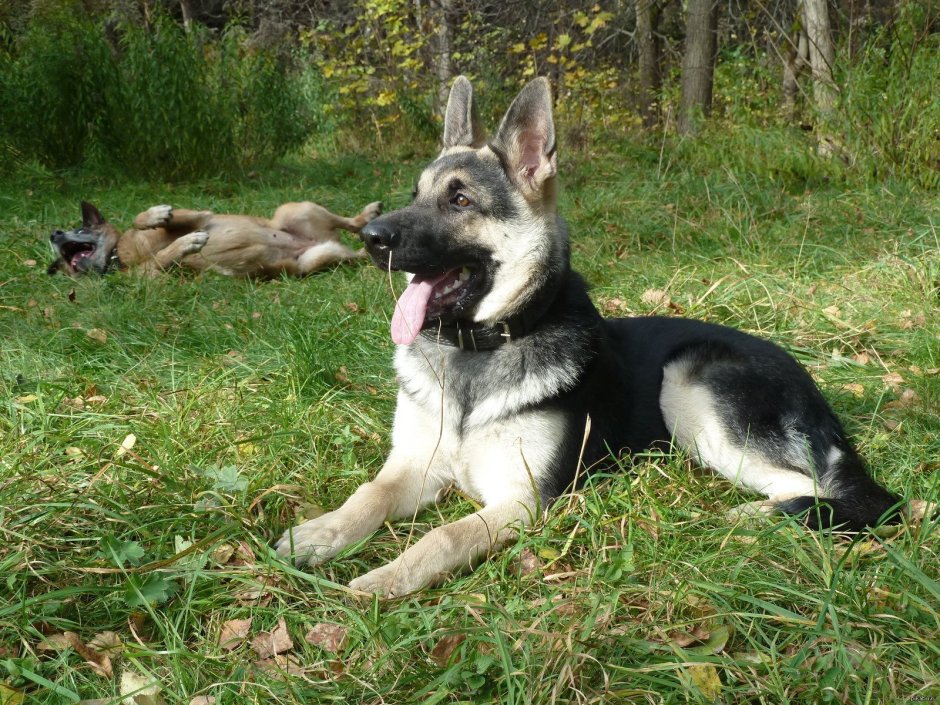 Восточно-европейская овчарка